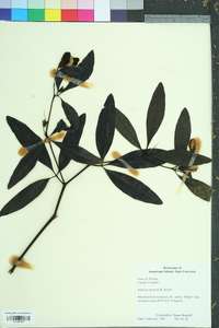 Baptisia tinctoria image