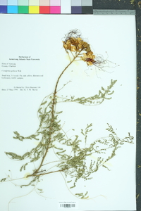 Caesalpinia gilliesii image