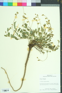 Crotalaria rotundifolia image