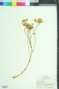 Polygala carteri image