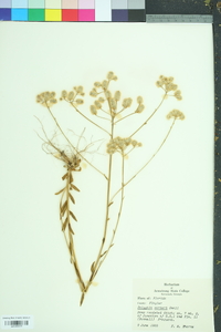 Polygala carteri image