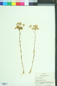 Polygala carteri image