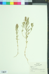 Polygala cruciata image