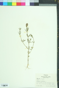 Polygala cruciata image