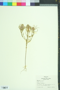 Polygala cruciata image