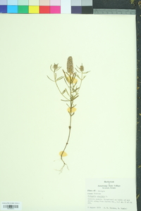 Polygala cruciata image