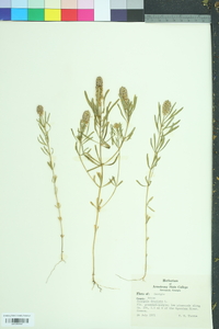 Polygala cruciata image