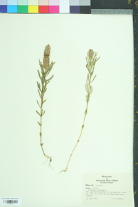 Polygala cruciata image