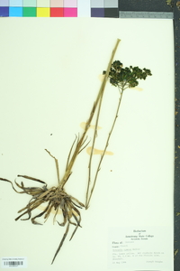 Polygala cymosa image