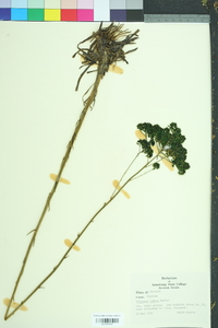 Polygala cymosa image