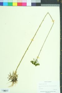 Polygala cymosa image