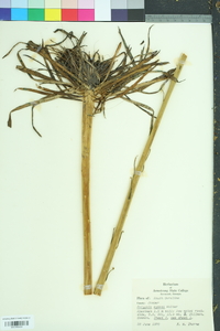 Polygala cymosa image