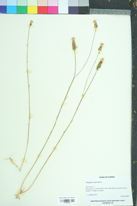 Polygala incarnata image