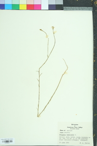 Polygala incarnata image