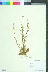 Polygala lutea image