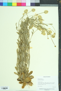 Polygala lutea image