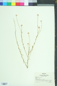 Polygala mariana image