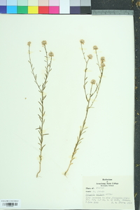 Polygala mariana image