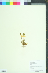 Polygala nana image