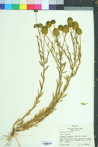 Polygala rugelii image