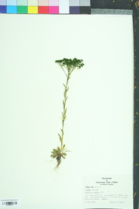 Polygala ramosa image