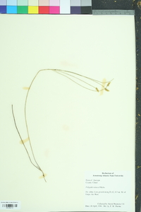 Polygala setacea image