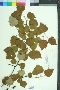 Crataegus flava image