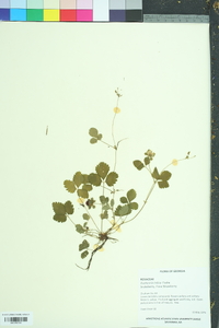 Potentilla indica image