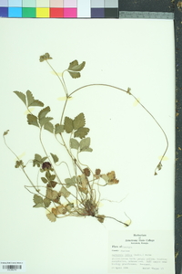 Potentilla indica image