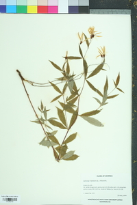 Gillenia trifoliata image