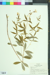 Gillenia trifoliata image