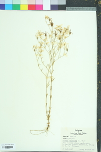 Sabatia difformis image