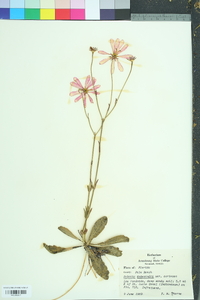 Sabatia bartramii image