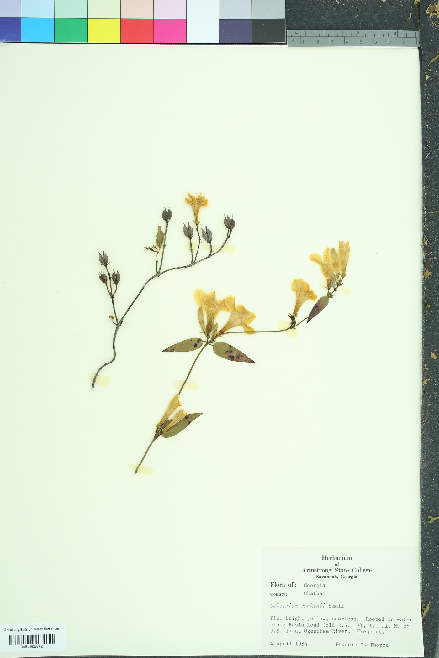 Gelsemium rankinii image
