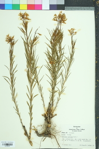 Amsonia ciliata image