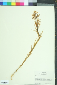 Amsonia ciliata image