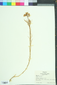 Amsonia ciliata image