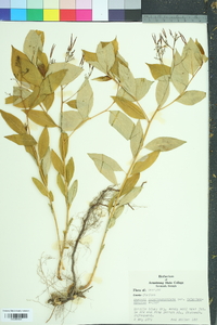 Amsonia tabernaemontana image