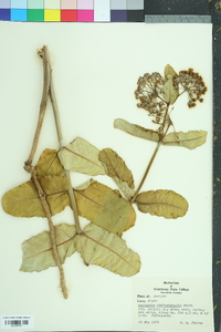 Asclepias amplexicaulis image