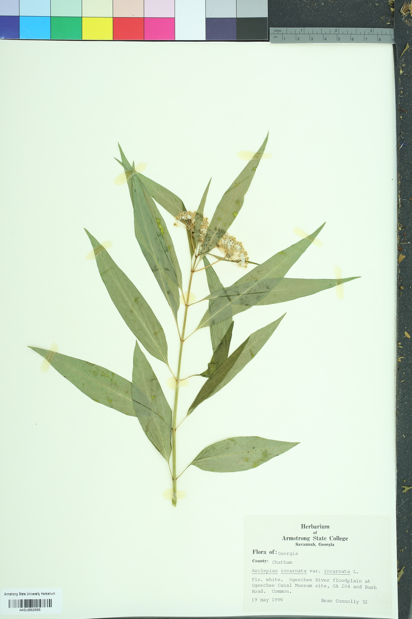 Asclepias incarnata incarnata image