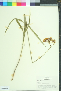 Asclepias lanceolata image