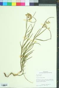 Asclepias michauxii image