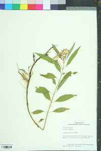 Asclepias perennis image