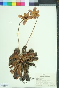 Sarracenia psittacina image