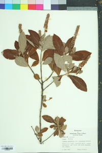 Clethra alnifolia image