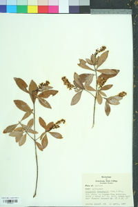 Cliftonia monophylla image