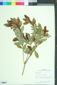 Cliftonia monophylla image