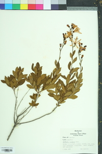 Bejaria racemosa image