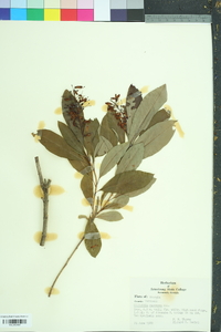 Elliottia racemosa image