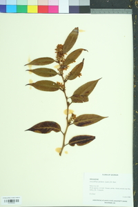 Leucothoe axillaris image